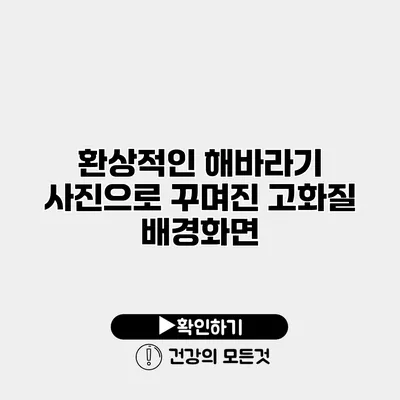 환상적인 해바라기 사진으로 꾸며진 고화질 배경화면
