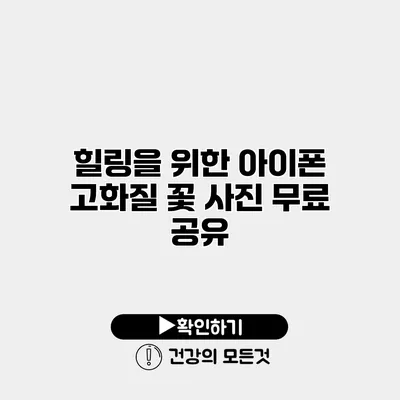 힐링을 위한 아이폰 고화질 꽃 사진 무료 공유